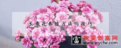 长寿花<a href=https://www.wycfw.com/e/tags/?tagid=63 target=_blank class=infotextkey><a href=https://www.wycfw.com/yangzhi/ target=_blank class=infotextkey>养殖</a></a>方法与技巧