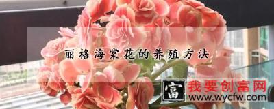 丽格海棠花的养殖方法