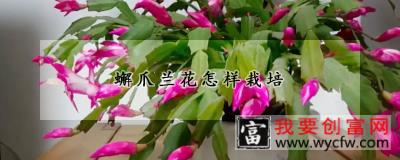 蠏爪兰花怎样栽培