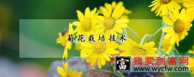 菊花<a href=https:/www.wycfw.com/e/tags/?tagid=230 target=_blank class=infotextkey>栽培技术</a>