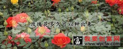 玫瑰花多久可以种出来