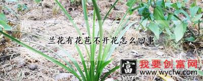 兰花有花苞不开花怎么回事