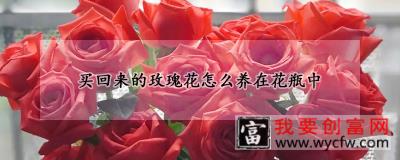 买回来的玫瑰花怎么养在花瓶中