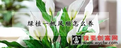 绿植一帆风顺怎么养