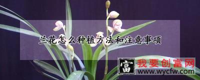 兰花怎么<a href=https://www.wycfw.com/e/tags/?tagid=232 target=_blank class=infotextkey>种植方法</a>和注意事项