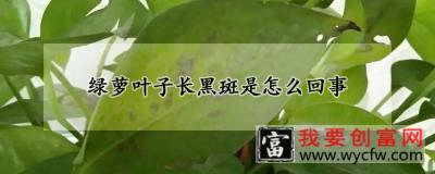 绿萝叶子长黑斑是怎么回事