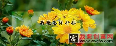 菊花怎样扦插