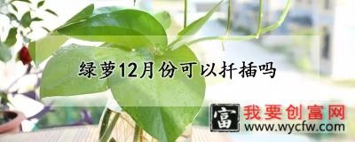 绿萝12月份可以扦插吗