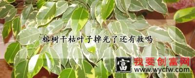 榕树干枯叶子掉光了还有救吗