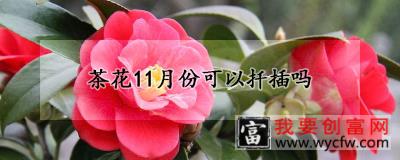 茶花11月份可以扦插吗