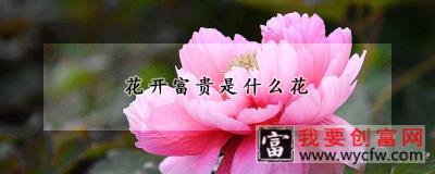 花开富贵是什么花