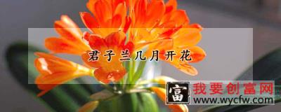 君子兰几月开花