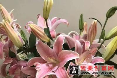 吃的百合就是百合花的根部吗