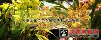 石斛兰花怎么养殖方法和注意事项