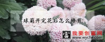 球菊开完花后怎么修剪