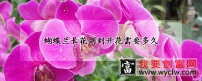 蝴蝶兰长花剑到开花需要多久