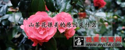 山茶花很美的原因是什么