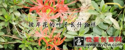 彼岸花的叶子长什么样