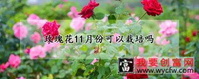 玫瑰花11月份可以栽培吗