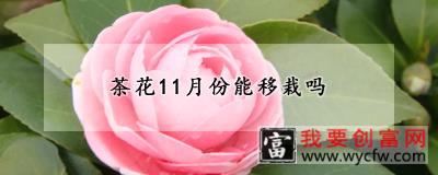 茶花11月份能移栽吗