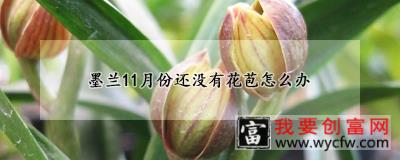 墨兰11月份还没有花苞怎么办