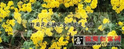 野菊花采摘花全开还是半开