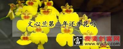 文心兰第二年还开花吗