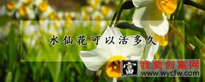 水仙花可以活多久