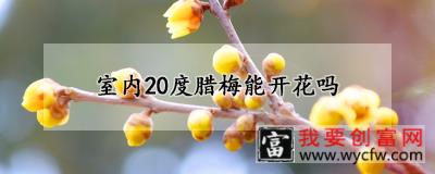 室内20度腊梅能开花吗