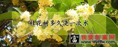 桂花树多久浇一次水