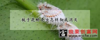 栀子花蚧壳虫怎样彻底消灭