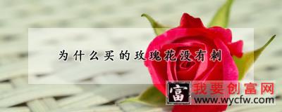 为什么买的玫瑰花没有刺