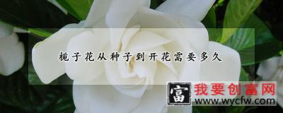 栀子花从种子到开花需要多久