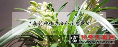 兰花的种植方法和注意事项