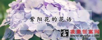 紫阳花的花语