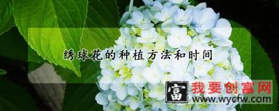 绣球花的<a href=https://www.wycfw.com/e/tags/?tagid=232 target=_blank class=infotextkey><a href=https://www.wycfw.com/zhongzhi/ target=_blank class=infotextkey>种植</a>方法</a>和时间