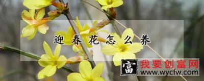 迎春花怎么养