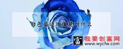 白色蓝边玫瑰花叫什么