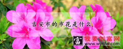 吉安市的市花是什么