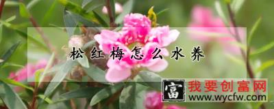 松红梅怎么水养