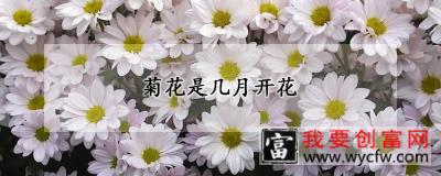 菊花是几月开花