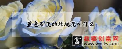 蓝色渐变的玫瑰花叫什么