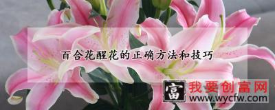 百合花醒花的正确方法和技巧