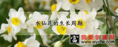 水仙花的生长周期