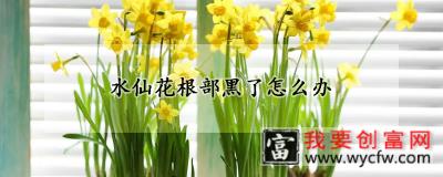 水仙花根部黑了怎么办