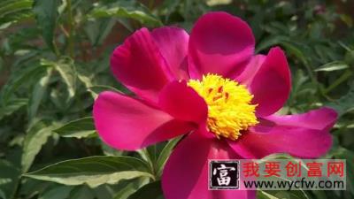 芍药花的<a href=https://www.wycfw.com/e/tags/?tagid=232 target=_blank class=infotextkey>种植方法</a>