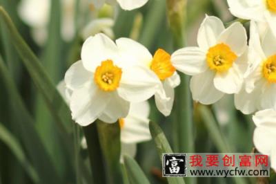 水仙开花以后怎么养