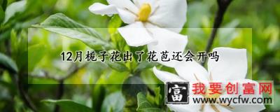 12月栀子花出了花苞还会开吗