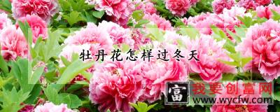 牡丹花怎样过冬天