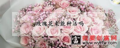 玫瑰花束能种活吗